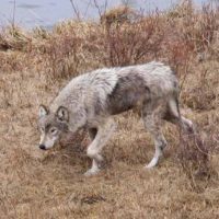 wolf-mange-200x200.jpg