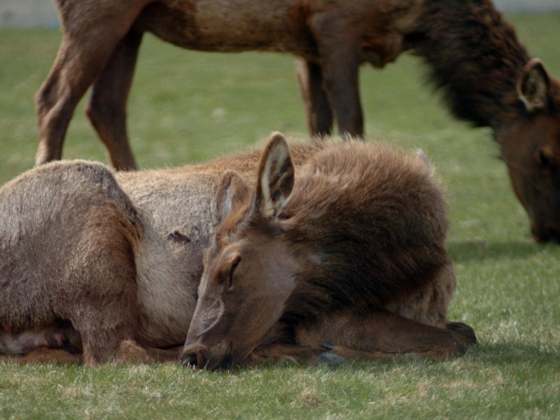 An elk snoozes while another grazes on a lawn in Mammoth Hot Springs in Yellowstone National Park.