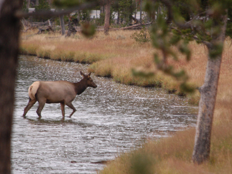 An elk crosses the Firehole River in Yellowstone National Park in September 2011.