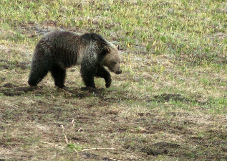 Study: grizzly bears can adapt diet to changing climate | Yellowstone Gate