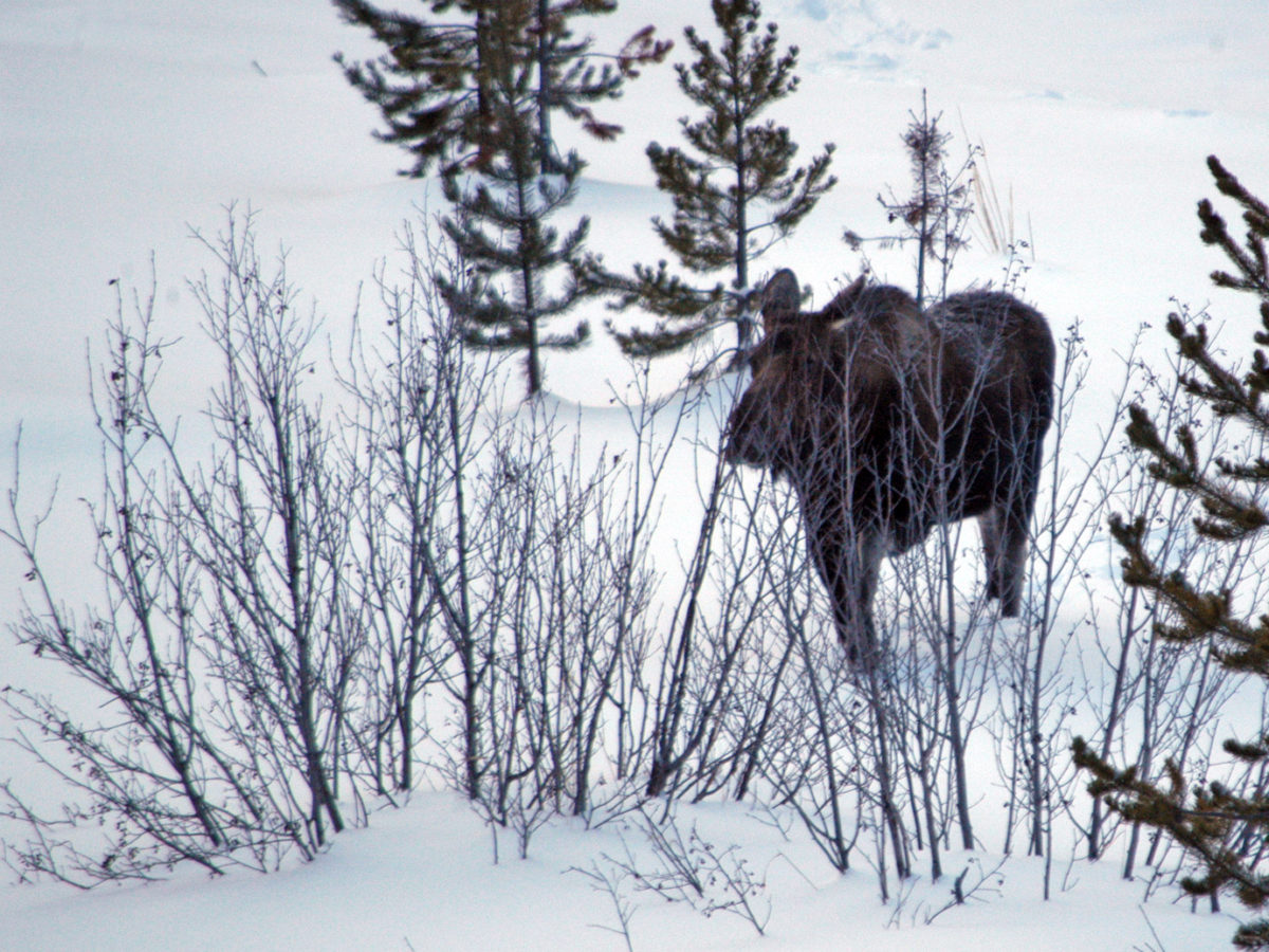 A moose moves through vegetation along the North Fork of the Shoshone River, just east of Yellowstone National Park.