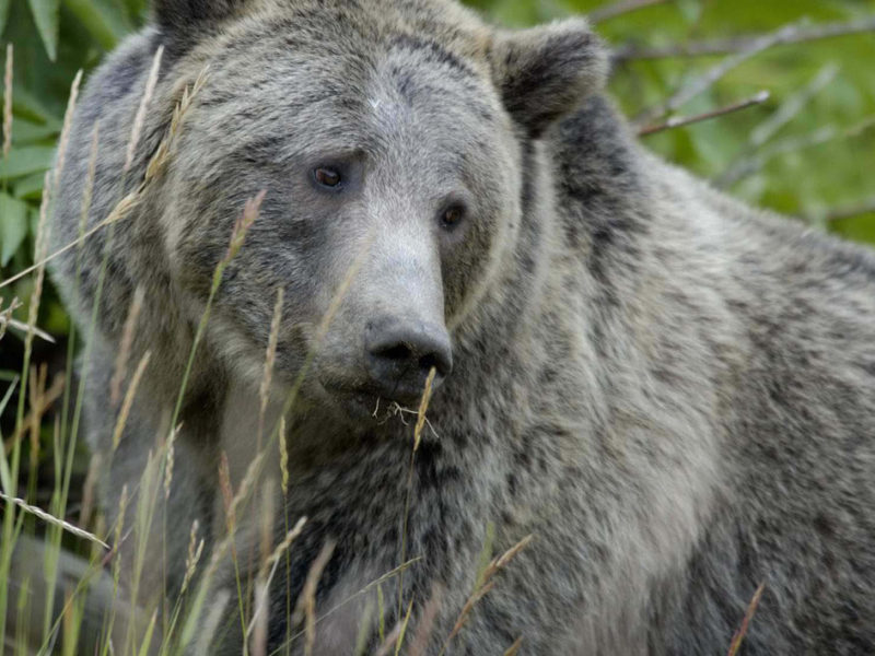 Officials in Grand Teton National Park report that grizzly bears are active and out of hibernation with the arrival of spring weather.