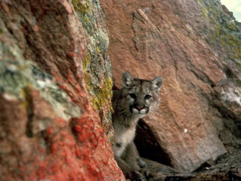 A mountain lion peers out from its hiding spot. (photo by Larry Moats/U.S. Fish and Wildlife Service - click to enlarge)