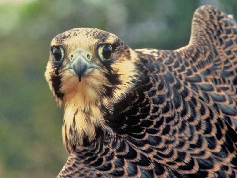 A pair of Grand Teton peregrine falcons nesting in a popular climbing spot had prompted a temporary closure of the area.