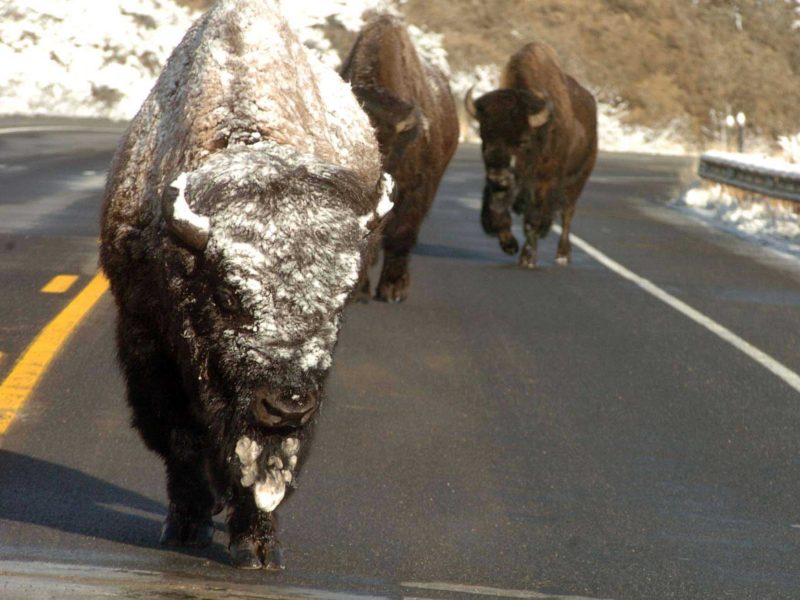 A trio of bison make their way along a highway near Yellowstone National Park. (Ruffin Prevost/Yellowstone Gate - click to enlarge)