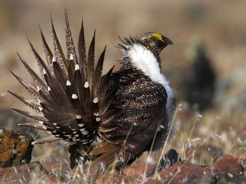 The greater sage grouse faces pressure from fragmented habitat resulting from development across the West. (Stephen Ting photo - click to enlarge)