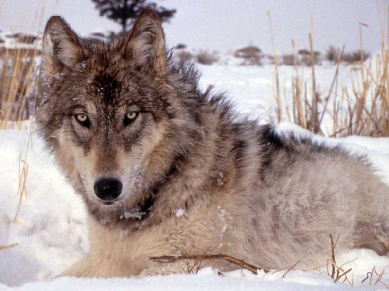 Yellowstone wolves are the focus of a new video released by the Yellowstone Park Foundation promoting collaring and other research efforts. (NPS photo - click to enlarge)