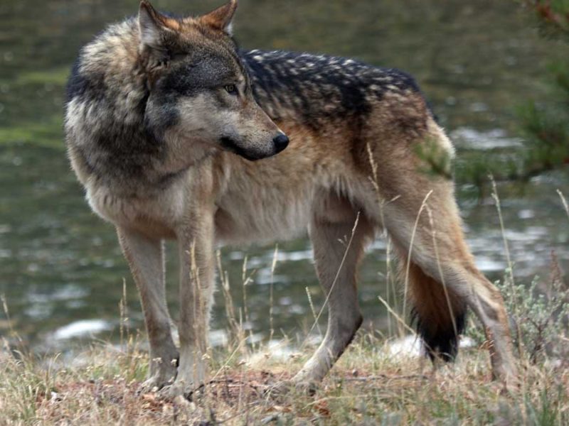 A male wolf from the Canyon pack in Yellowstone National Park watches for bison.