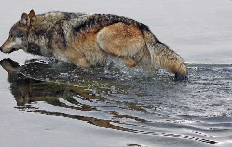 A male wolf from the Canyon Pack in Yellowstone National Park crosses the Yellowstone River in pursuit of bison.