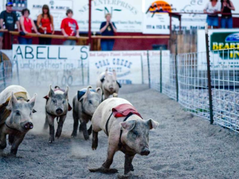 Pigs race at Bear Creek Downs, a seasonal swine derby near Red Lodge, Mont. (Montana Office of Tourism - click to enlarge)