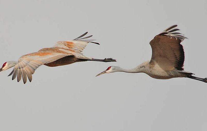 Sandhill cranes are among the birds participants may see during an annual event to count migratory birds across North America.