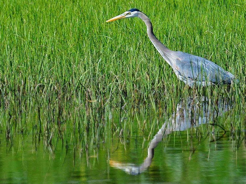 yellowstone-birds01