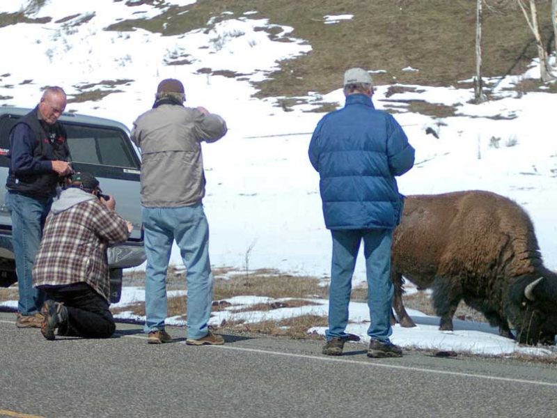 Visitors to Yellowstone National Park risk injury when allowing bison or other wildlife to approach within 25 yards. (Ruffin Prevost/Yellowstone Gate - click to enlarge)