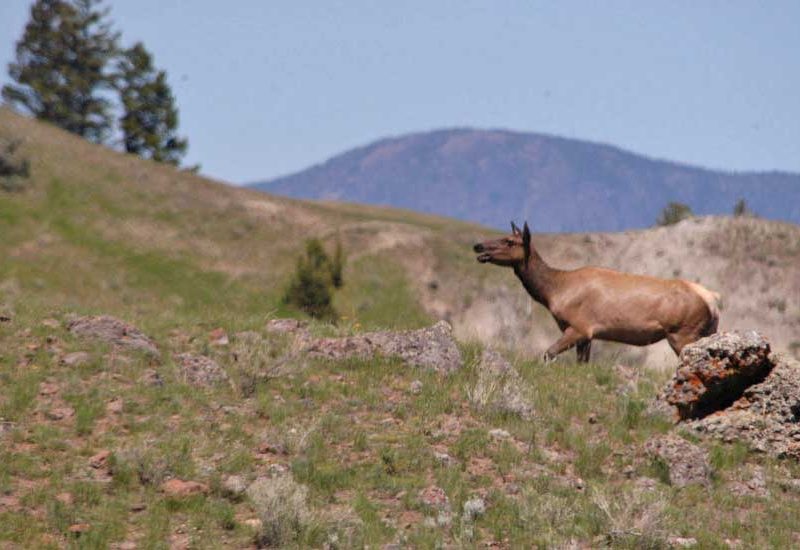 Elk and other wildlife are moving along spring migration routes around Grand Teton National Park and nearby areas.