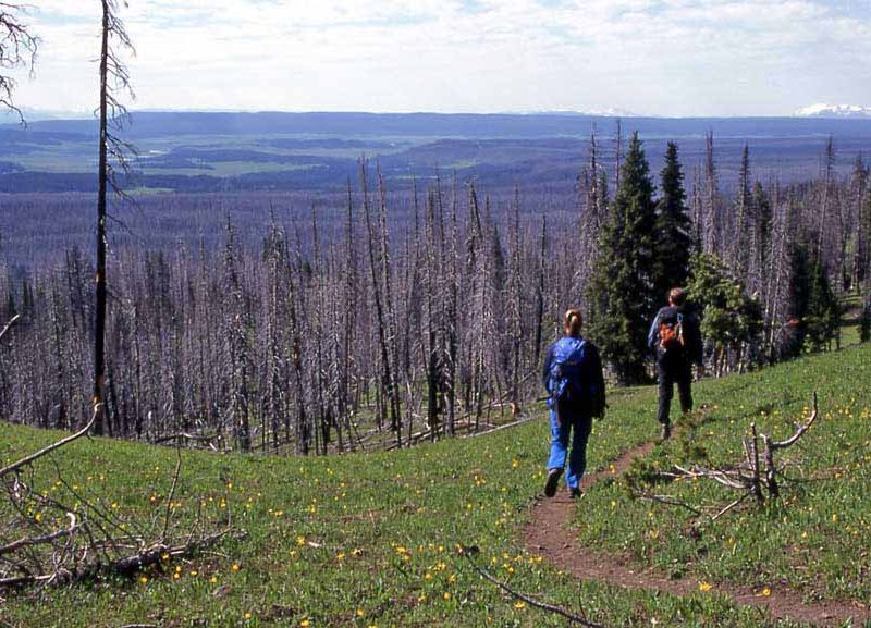 Hikers walk along a trail in Yellowstone National Park. (Jim Peaco - click to enlarge)