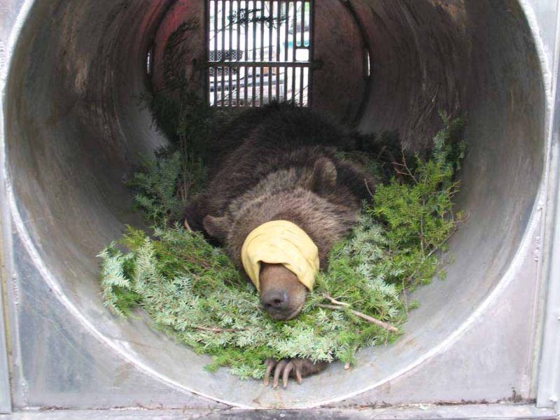 A tranquilized grizzly bear lies in a trap similar to those used for research studies or for capturing and relocating problem bears around the greater Yellowstone area.