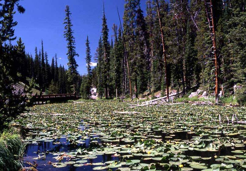 Isa Lake atop Craig Pass on the continental divide in Yellowstone National Park drains to both the Atlantic and Pacific oceans. (NPS photo - click to enlarge)