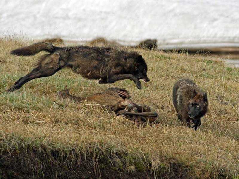 Two wolves from the Canyon Pack squabble over an elk carcass near Alum Creek in Yellowstone National Park. (©Sandy Sisti - click to enlarge)