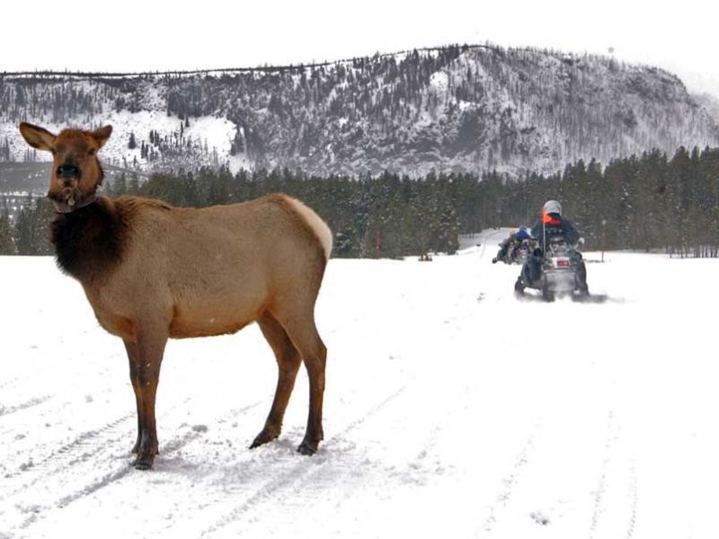 A collared elk is wary, but appears relatively undisturbed by passing snowmobiles in Yellowstone National Park.