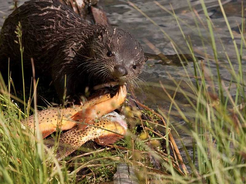 A river otter in Yellowstone National Park enjoys a bounty of three Yellowstone cutthroat trout. (©Meg Sommers - click to enlarge)