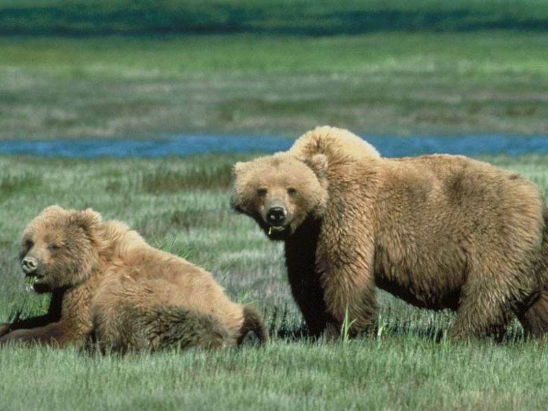 There is no evidence linking menstruation to any of the nine attacks on women in Yellowstone National Park since 1980. (USFWS photo - click to enlarge)