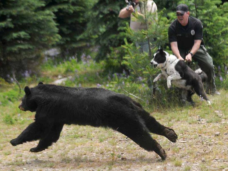 Police Officer Christopher Pekema, from Joint Base Lewis-McChord, in Washington state, right, holds on to Mishka, a Karelian bear dog, as Washington Fish and Wildlife officials release a black bear Aug. 3, 2011, in a remote area of the Cascade Range.