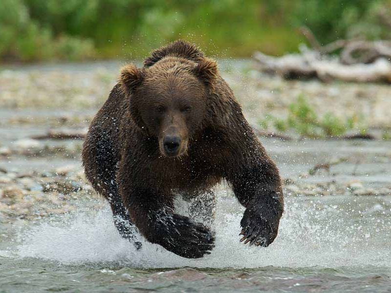 A coastal brown bear charges toward the camera in a still from The Ends of the Earth, an in-progress film about the Aniakchak National Monument and Preserve in Alaska. The film is among those to be screened Sept. 13-15 at the Second Annual Grand Teton National Park Film Festival. (Photo courtesy of Roy W. Wood - click to enlarge)