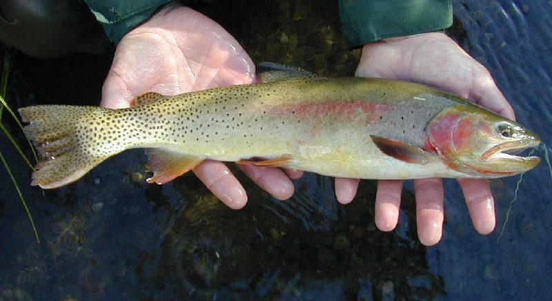 Wildlife officials are working to restore native fish species like Yellowstone cutthroat trout to waters across the region.