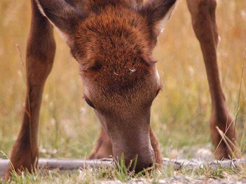 An elk in Yellowstone National Park munches on the last of summer's green grass as fall brings cooler temperatures. (Ruffin Prevost/Yellowstone Gate - click to enlarge)