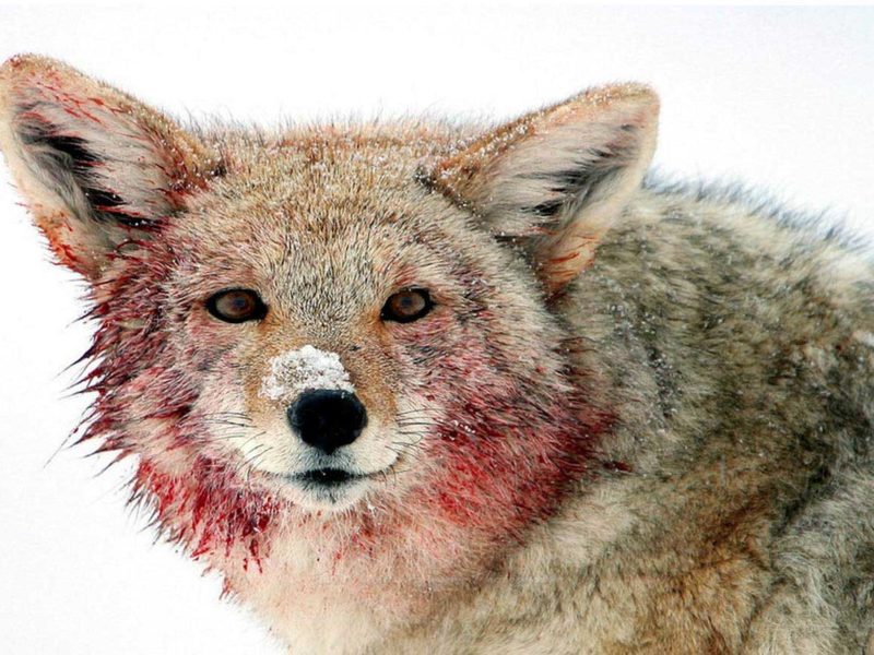 A coyote is smeared with elk blood after feeding on a carcass in the Lamar Valley in Yellowstone National Park. (©Meg Sommers - click to enlarge)