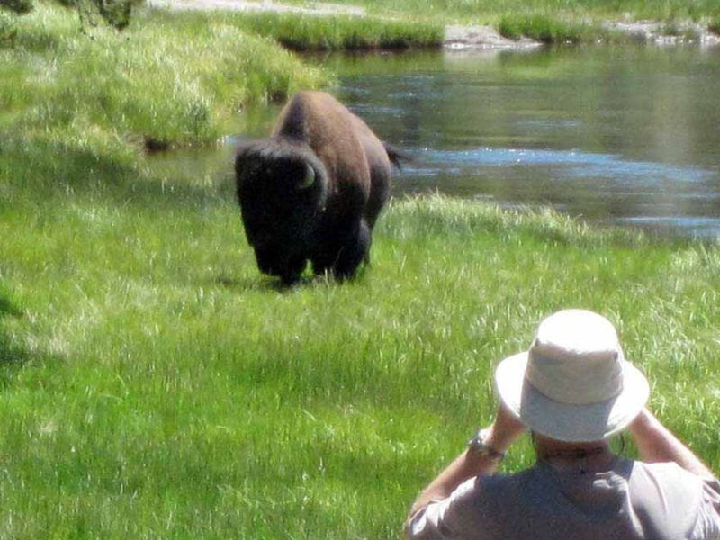 Yellowstone National Park visitor Robert Dea usues binoculars to watch a bison moments before it gores him. (courtesy photo by Barbara Dea - click to enlarge)