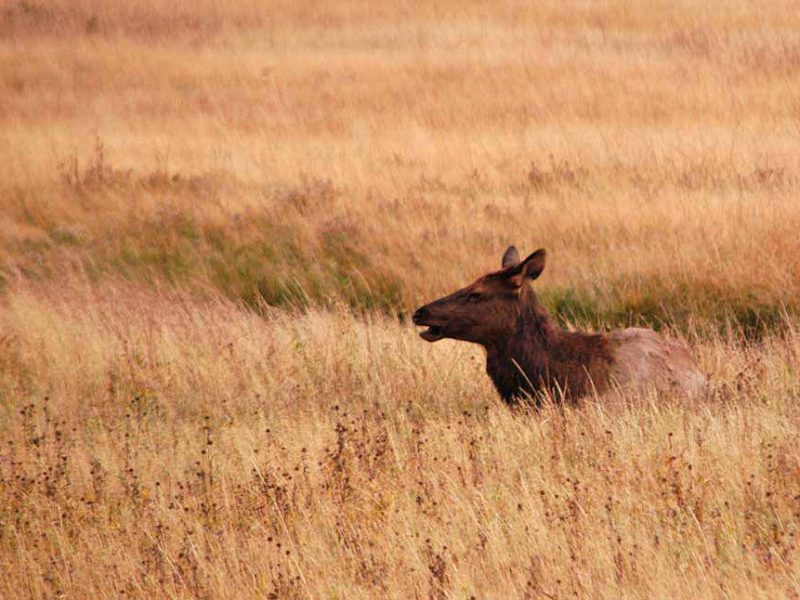 An elk cow from a herd in southern Yellowstone National Park relaxes in high grass. (Ruffin Prevost/Yellowstone Gate - click to enlarge)