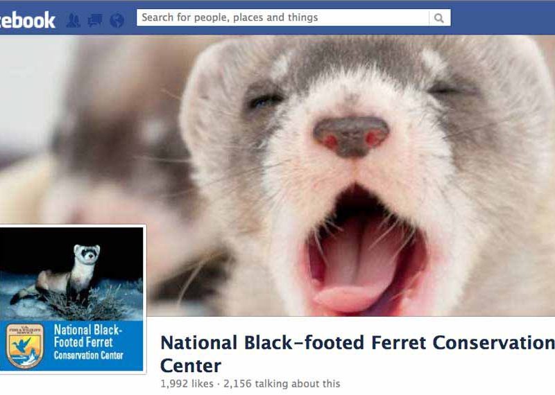 Federal wildlife managers are using social media tools like Facebook pages and YouTube videos to raise awareness of recovery efforts for the endangered black-footed ferret.