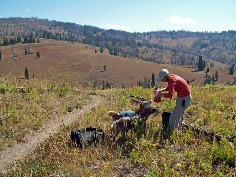 Deb Ehlers tends to her dogs, Kirwin and Maggie, on the Huckleberry Mountain trail in the Bridger-Teton National Forest. (Tom Ehlers, Jr. - click to enlarge)