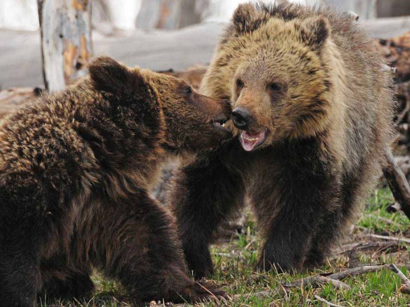 Grizzly bear siblings Raspberry, left, and White Claws tussle near Yellowstone Lake. (©Sandy Sisti - click to enlarge)