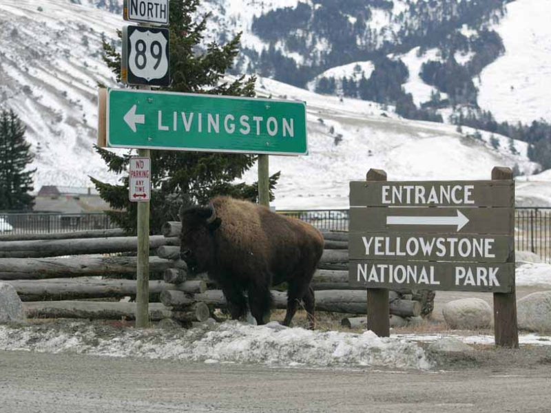 A bison stands near road signs in downtown Gardiner, Mont. in January 2006. (Jim Peaco/NPS - click to enlarge)