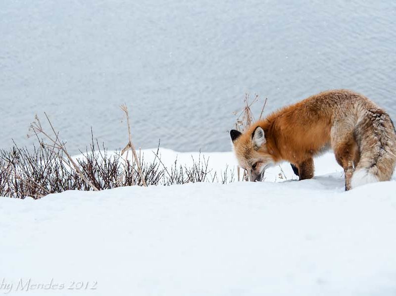 A red fox prowls along the Yellowstone River in October in Yellowstone National Park. (©Kathy Mendes - click to enlarge)