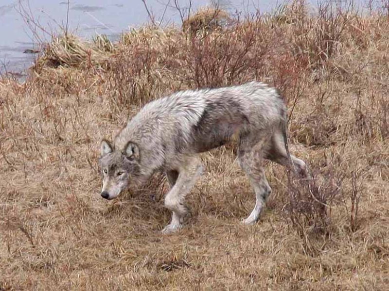 Researchers with the Yellowstone Wolf Project are raising money for a website that will collect and archive visitor photos to help track mange, an infectious disease that causes skin lesions and fur loss. (NPS file photo by Ryan Kindermann - click to enlarge)