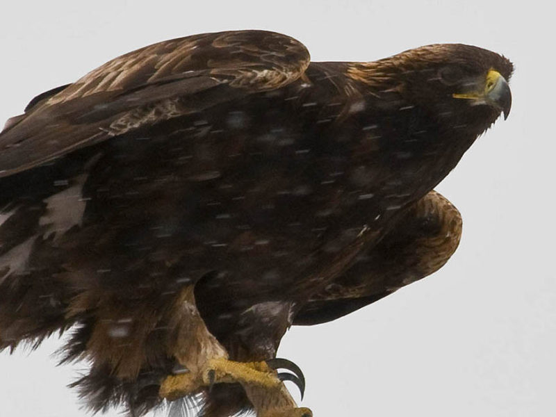 A golden eagle is spotted in the snow north of Powell, Wyo., east of Yellowstone National Park. (photo ©Rob Koelling âÂ click to enlarge)