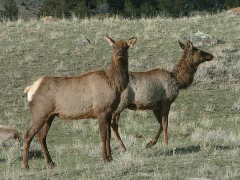 Grand Teton National Park managers are changing how annual elk hunts operate in an effort to reduce the risk of bear-human conflicts. (Yellowstone Gate/Ruffin Prevost)