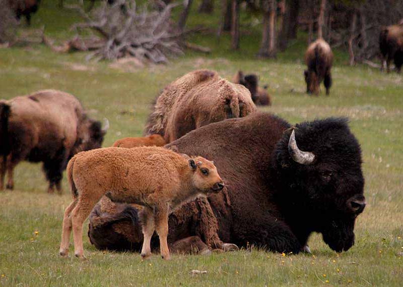 A group of bison graze and rest near the roadside south of Madison in Yellowstone National Park in August 2013.