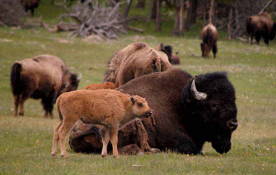 Bison population holds steady in Yellowstone Yellowstone Gate