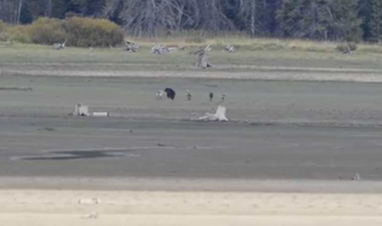 A video shot on the north end of Jackson Lake in Grand Teton National Park captures a compelling showdown between a grizzly bear and a pack of wolves.