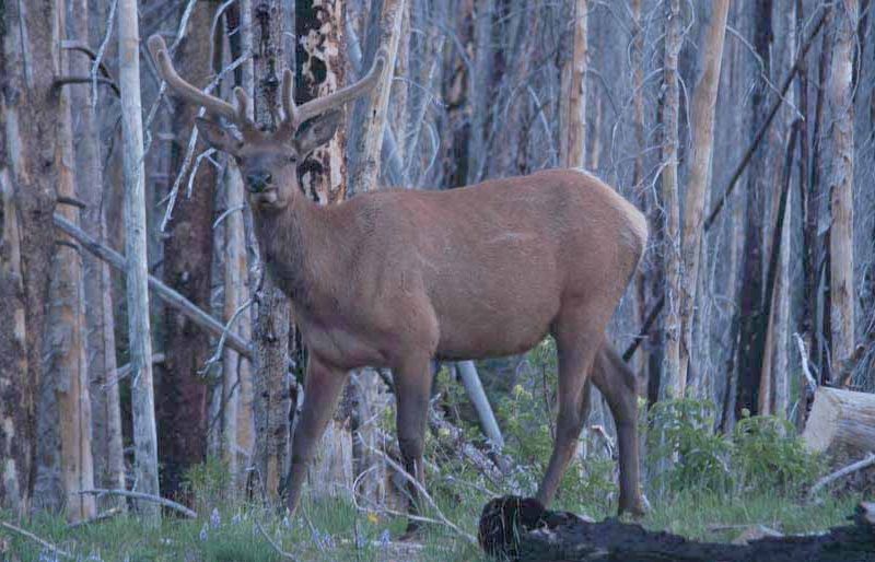 An elk pauses in the light of dawn near Sylvan Lake in Yellowstone National Park. (Ruffin Prevost/Yellowstone Gate)