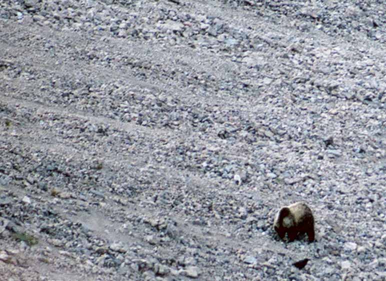 A raven waits nearby as a grizzly bear digs among rocks on a talus slope while searching for moths to eat.