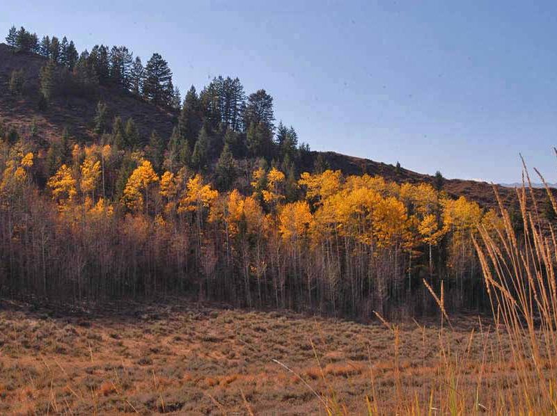 Trees near the Cache Creek trailhead in the Bridger-Teton National Forest show off their best fall colors near Jackson, Wyo.