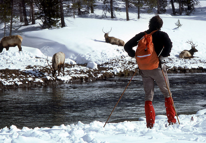 A skier watches elk in the Upper Geyser Basin of Yellowstone National Park.