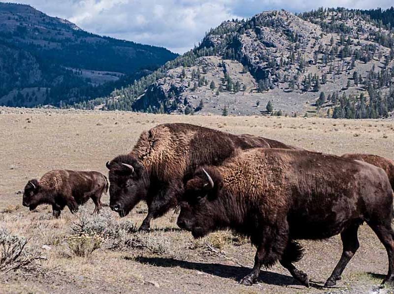 Bison wander through the Lamar Valley in Yellowstone National Park.