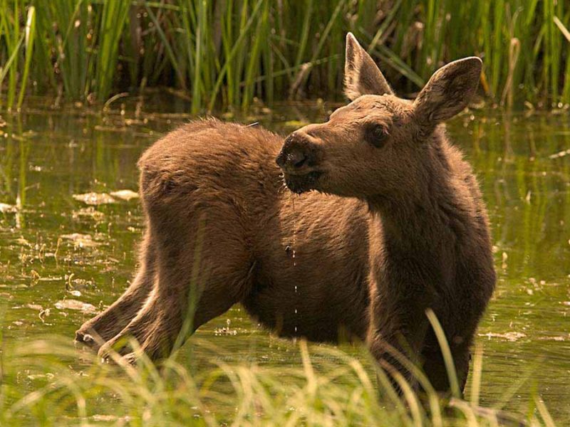 A moose calf wades through a marshy meadow near the East Gate of Yellowstone National Park.