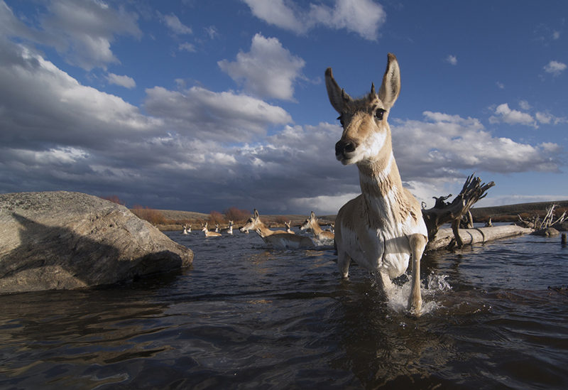 Pronghorn antelope make one of five river crossings during their migration from Grand Teton National Park to Wyoming’s Green River Basin. ©Joe Riis